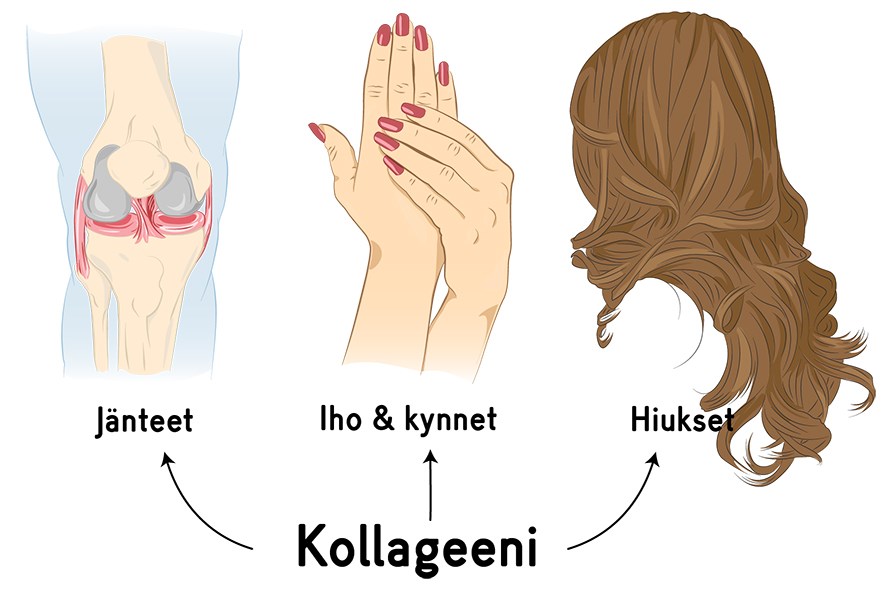 Boostaa sispuolesi kollageenilla vahvoja niveleit ja kynsi, kaunista hiusta ja pehme ihoa varten.